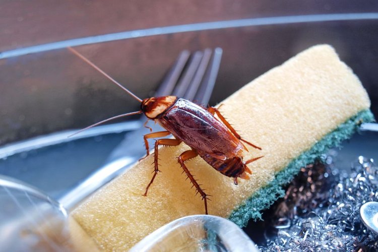 ¿Por qué debe preocuparnos que las cucarachas se están volviendo resistentes a los insecticidas?