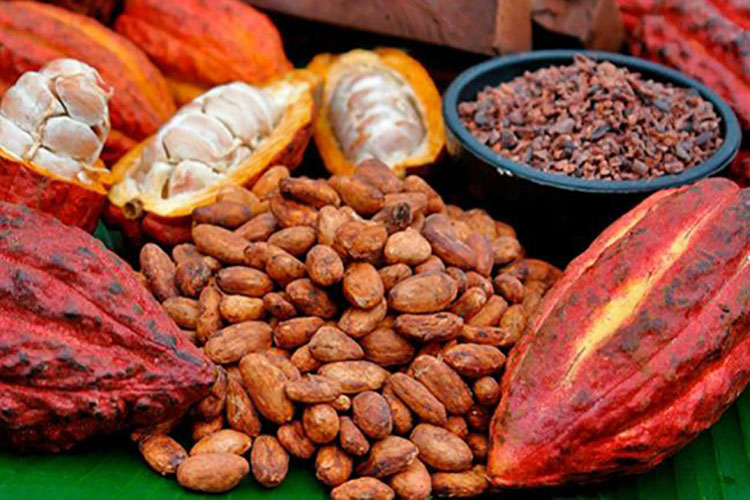 1° Oct: Feliz Día Nacional del Cacao venezolano