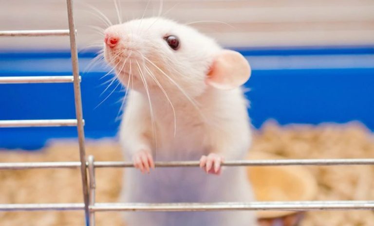 Logran crear embriones sintéticos a partir de células de una oreja de ratón