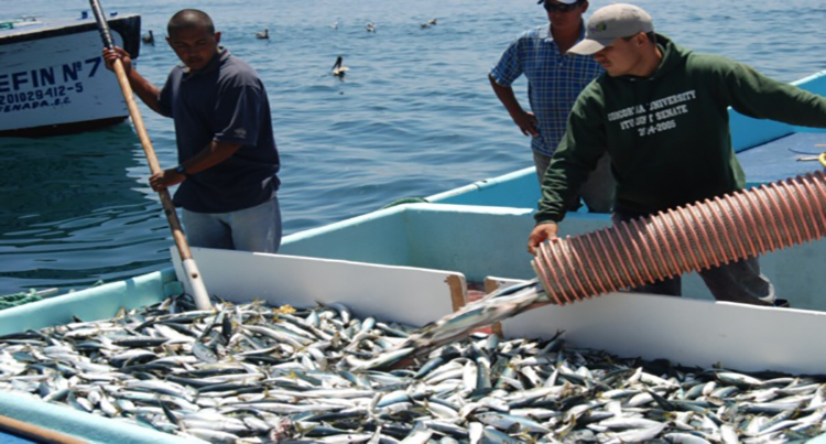 Prohíben pesca de sardina los días sábado y domingo