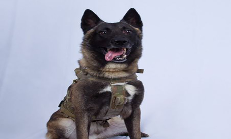 ‘K-9’ El perro que contribuyó en la búsqueda de Abu Bakr al Bagdadi