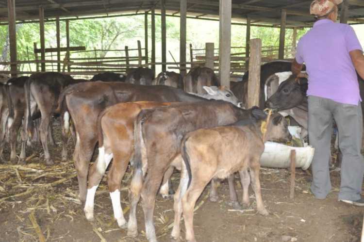 Poca inmunización en el ganado bovino por altos costos de las vacunas