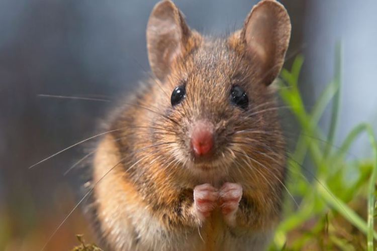 ¿Cómo podemos contraer enfermedades a través de ratas y ratones?