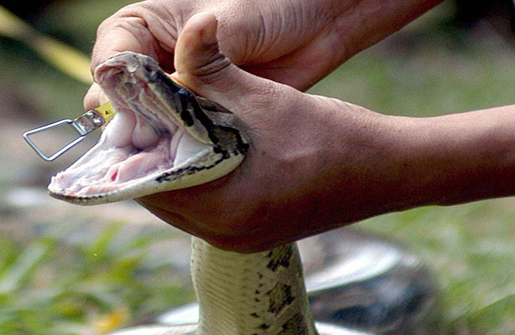Mujer fue estrangulada por una pitón en una casa donde había 140 serpientes