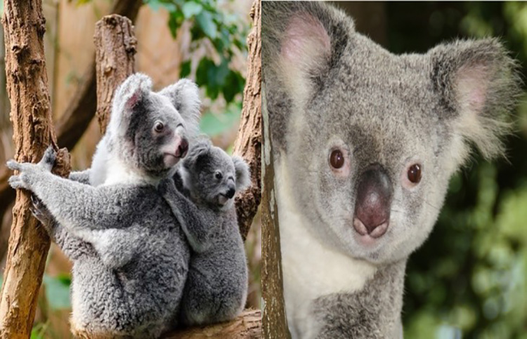 koala estuvo a punto de morir en los incendios de Australia y una mujer lo salvó