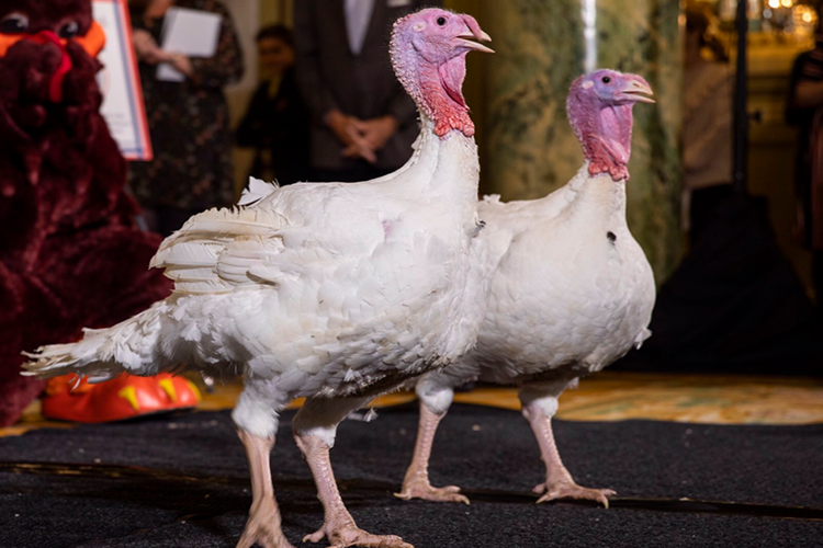 “Pan” y “Mantequilla”, los pavos indultados por Trump para Acción de Gracias