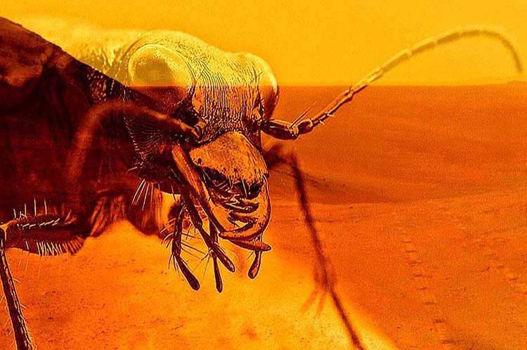 Científico afirma tener pruebas de la existencia de «abejas» en Marte