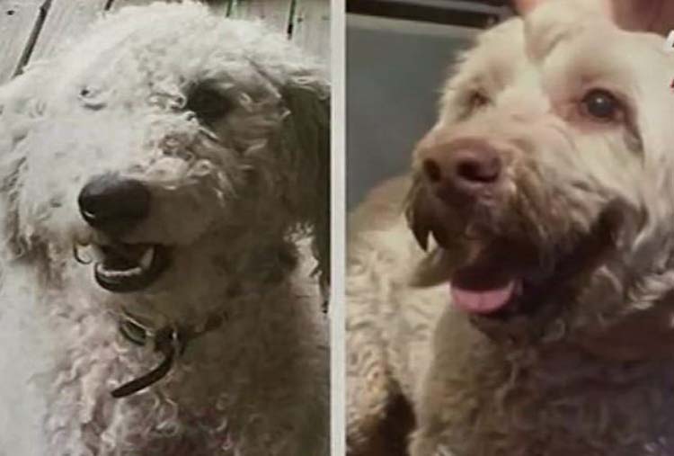 Dos familias intercambiaron por error a sus perros y lo descubren dos años después