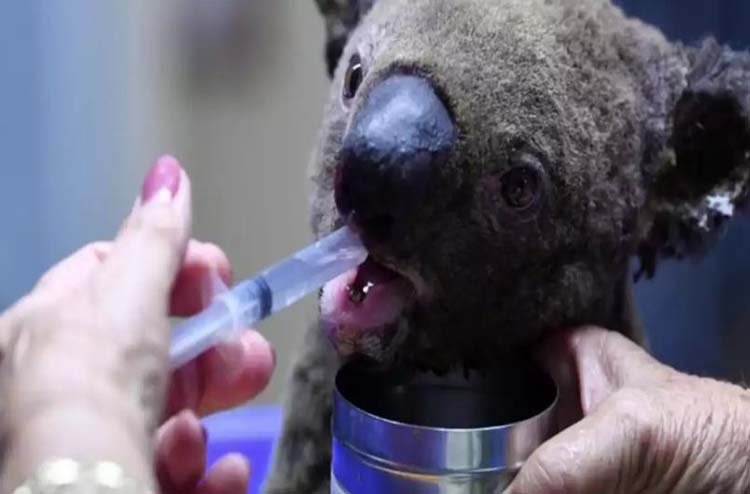 Murió el koala rescatado durante los graves incendios de Australia