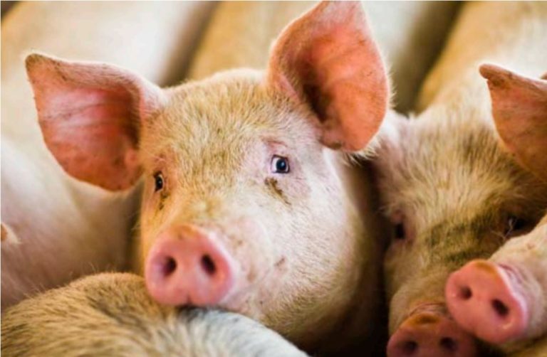 Según ministro Castro Soteldo, se ha duplicado la producción porcina para esta temporada decembrina