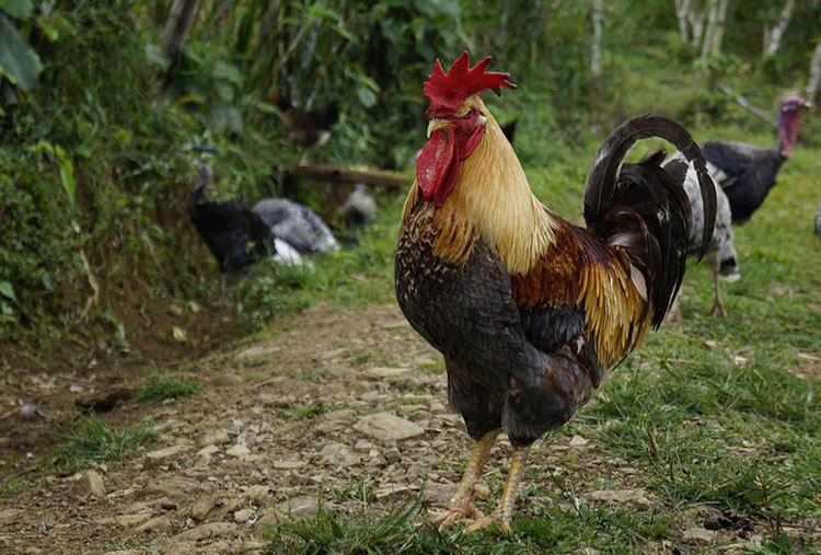 Por un gallo asesinan a un hombre en La Vega