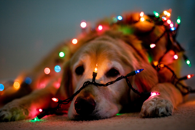Vea el perrito que decora árbol de Navidad (+Video)
