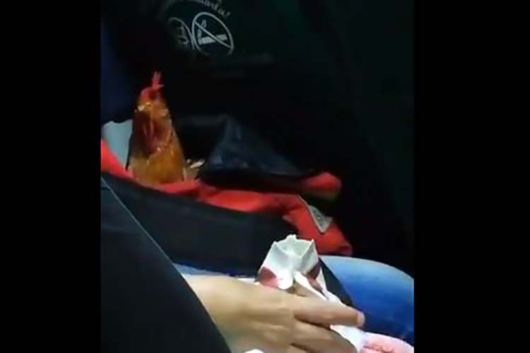 “Solo en Venezuela”, gallo bebe chocolate mientras viaja en bus (+Video)