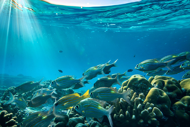 Océanos de la Tierra están perdiendo el oxígeno a un ritmo sin precedentes