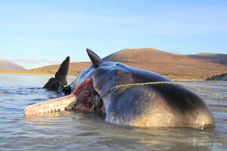 Una ballena fue encontrada con más de 100 kilos de basura en su estómago