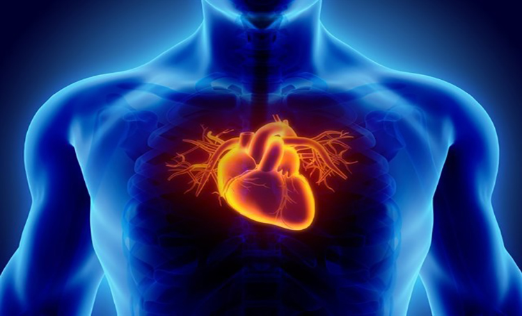 Dispositivo utilizado para revivir el corazón podría «revolucionar» los trasplantes