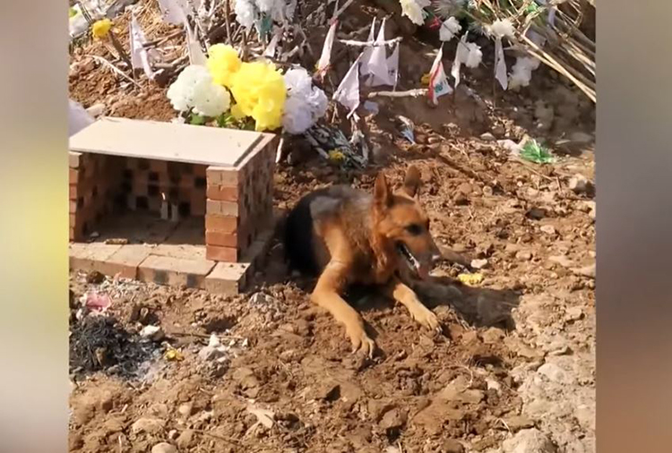 Perro afligido intentó desenterrar a su dueño recién fallecido