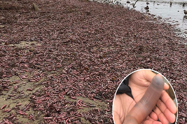 Miles de “Peces Pene” aparecieron en playas de California