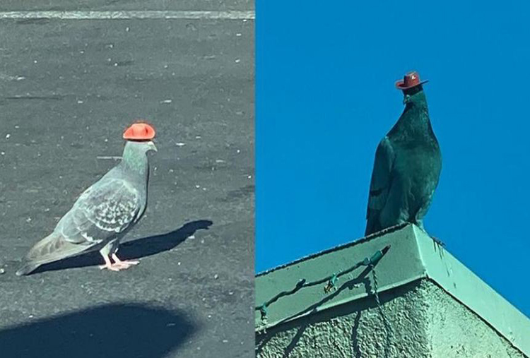 Palomas con sombreros de vaquero se viralizan y ahora  buscan al responsable