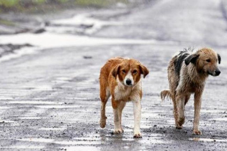Un concejal de Vox propone sacrificar a los perros que nadie quiere adoptar