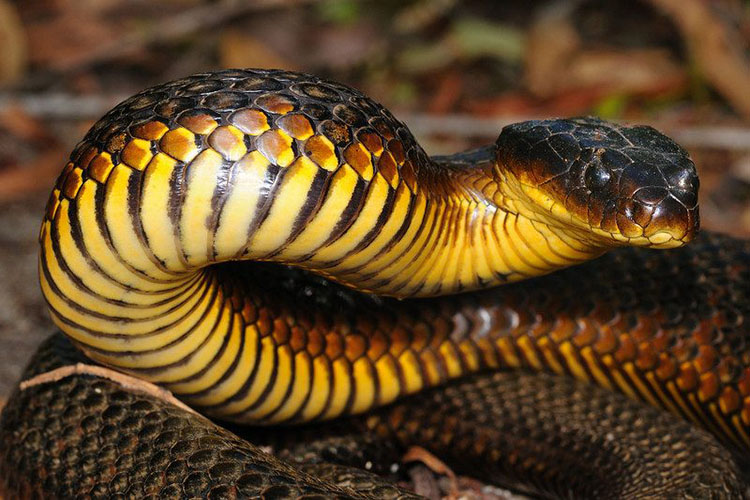 Adolescente peligra de muerte por mordedura de serpiente en Trujillo