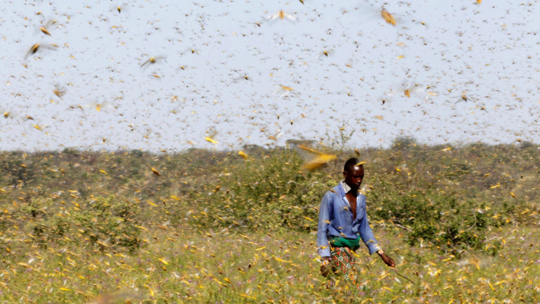 ONU advierte de plaga de langostas que afecta paises de Africa