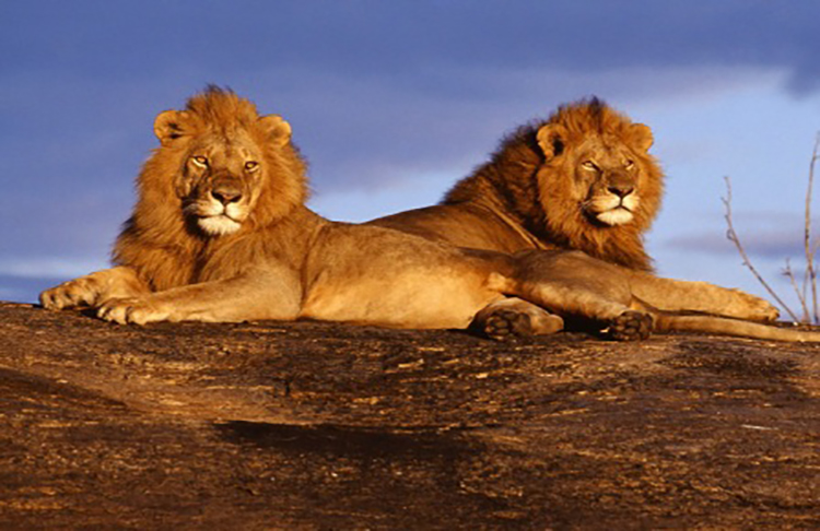 Tres leones fueron asesinados en EE.UU. luego de verlos comer restos humanos