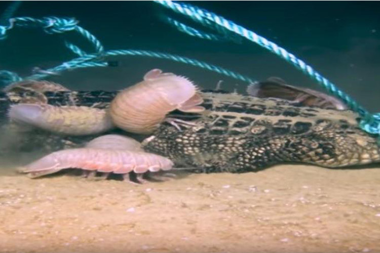 Descubren a un extraño animal que devora cadáveres en el fondo del mar