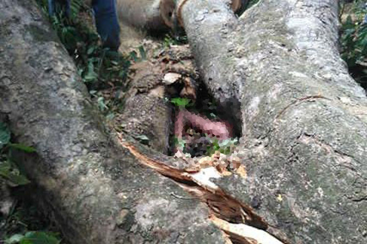 Guárico: Adolescente de 16 años falleció tras caerle árbol encima