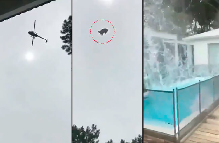 Vandalismo: Lanzaron un cerdo desde un helicóptero a una piscina