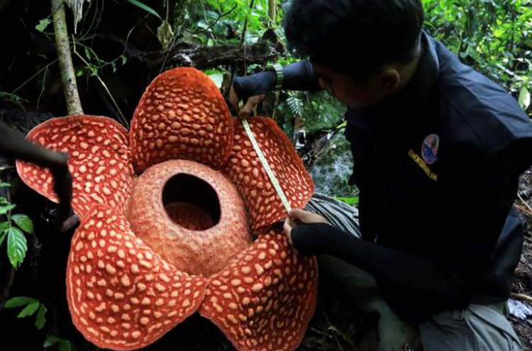 Descubren una flor de un metro de diámetro en indonesia