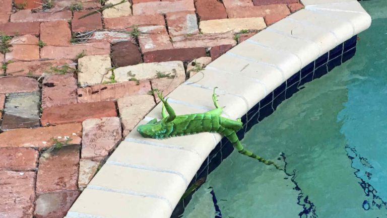Ola de frío provoca «lluvia de iguanas» en Florida