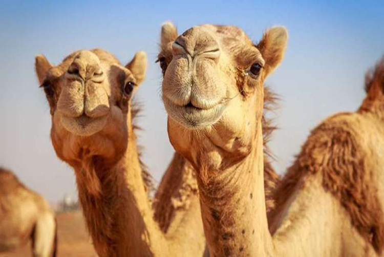 10.000 camellos sedientos serán fusilados y asesinados durante la gran sequía australiana