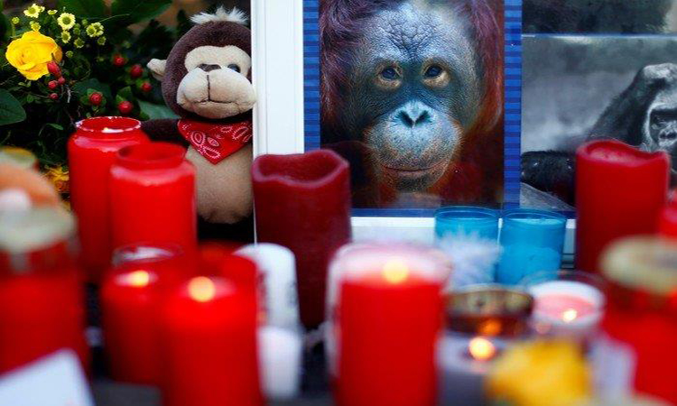 Zoológico de Alemania reabre sus puertas tras el incendio que arrasó el recinto de los monos