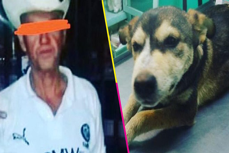 Murió Mati, la perrita que había sido abusada sexualmente por un hombre en México