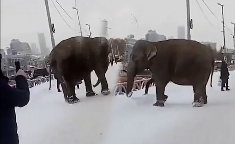 Elefantes que escaparon de un circo se pasean por ciudad rusa