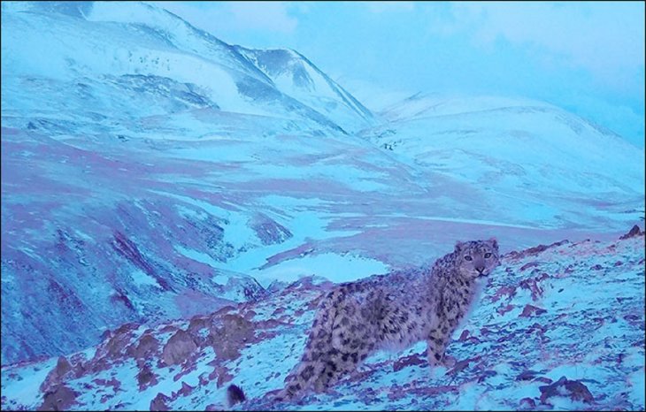 Captan una pantera rosa en Siberia