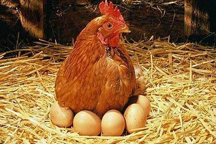 La ciencia te indica cuantos huevos puedes comer al día