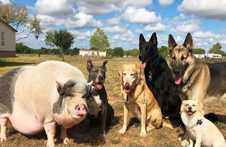 Criaron a un cerdo junto a cinco perros y ahora se cree uno de ellos