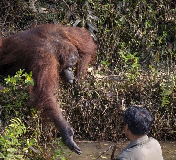 Orangután intentó auxiliar a un hombre metido en el río