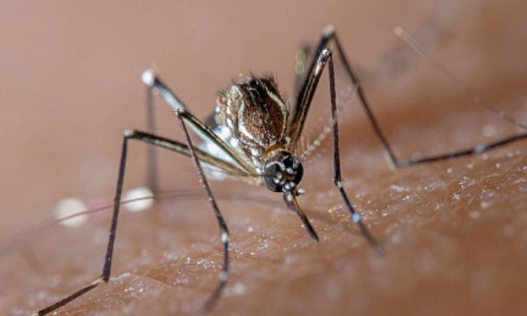 Descubren como los mosquitos detectan  a los humanos para picarlos