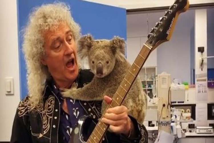 Brian May, guitarrista de Queen, le dedicó un concierto privado a koala salvado de los incendios en Australia