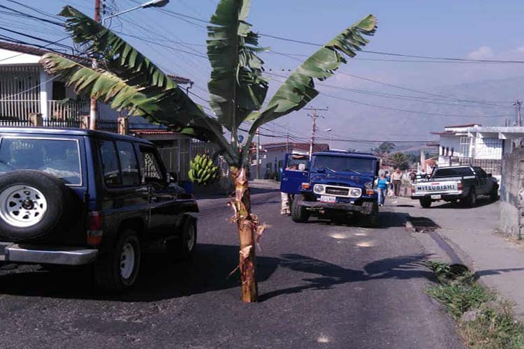 ¡Insólito! Siembran una planta de cambur en plena carretera en Trujillo
