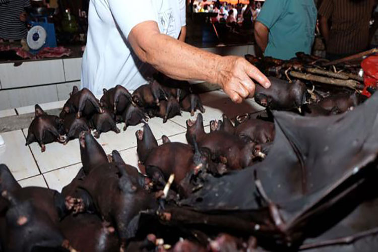 China continúa vendiendo murciélagos para comer