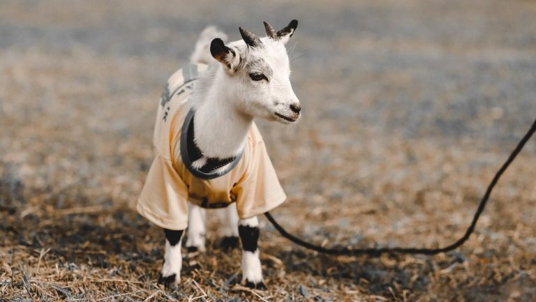 España: Sacó a pasear a su cabra durante la cuarentena y recibió una multa