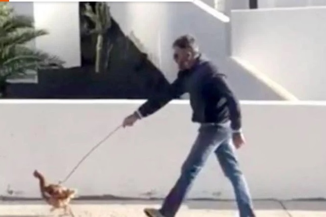 España: Hombre fue multado por sacar a pasear a su gallina con una correa