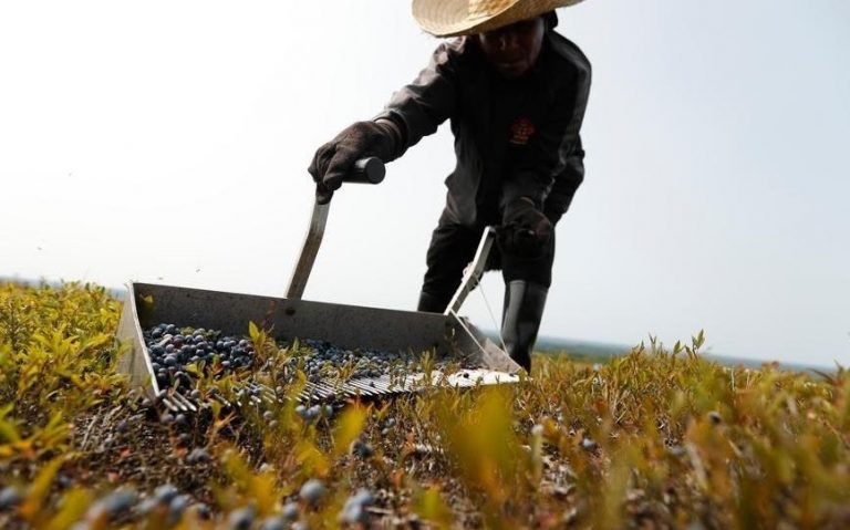 Campos de Trujillo preocupados por cuarentena: «¿Cómo subsistir sin transporte y alimentos?»