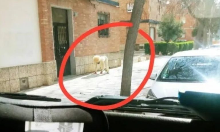 España: Hombre se disfrazó de perro para salir a la calle