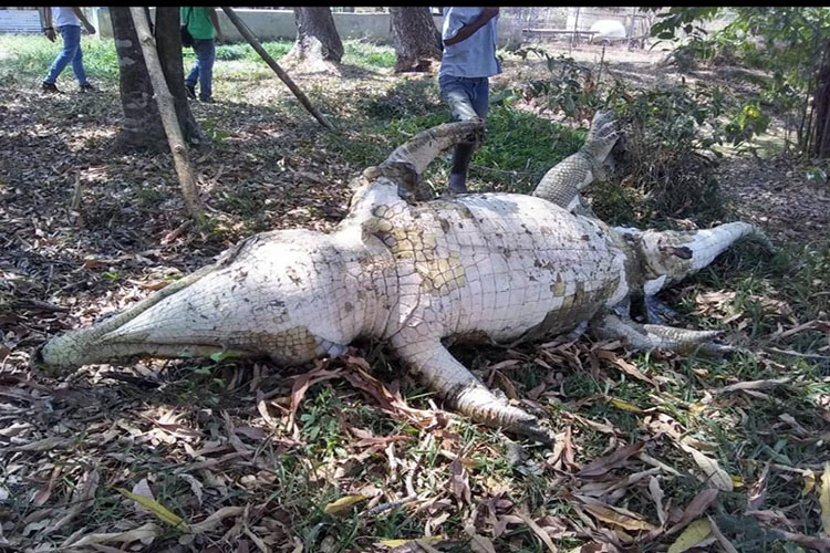 Portuguesa: Murió Hércules, tercer caimán más grande de Sudamérica