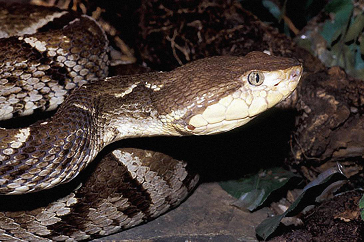 La mordió una serpiente cuatro narices en Piritu